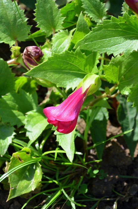 Asarina wislizensis 'Dragon Rouge'